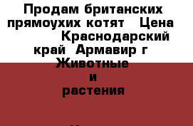 Продам британских прямоухих котят › Цена ­ 2 500 - Краснодарский край, Армавир г. Животные и растения » Кошки   . Краснодарский край,Армавир г.